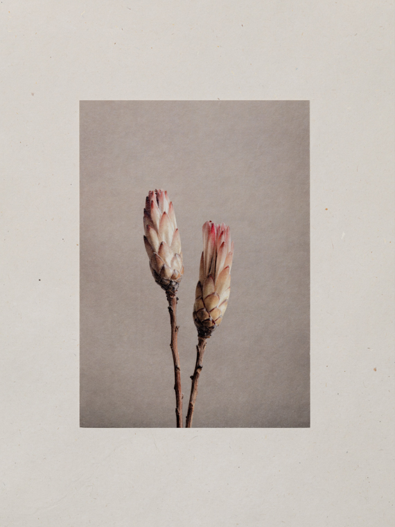 card flowers Marieke verdenius photography