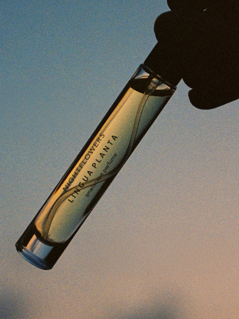 Lingua Planta perfume night flowers