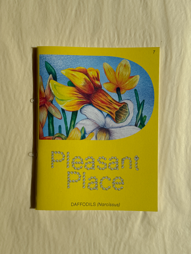 pleasant place magazine publication amsterdam note on gardening & art #7 Daffodils (Narcissus)